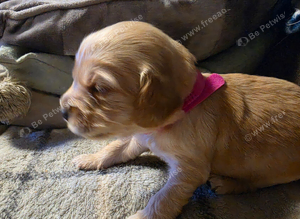 F1b Cockapoo Puppies