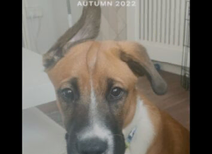 Boxer mixed husky