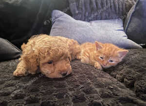 Four Ginger Bengal kittens