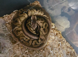 Hi I have a royal python for sale