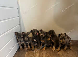 Jack Russell puppies ready now
