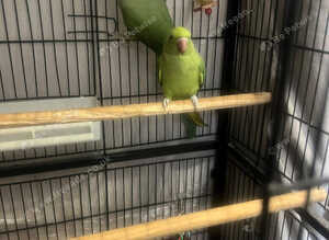 Indian ringneck pair