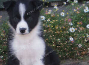 Top Quality Border Collie Pups