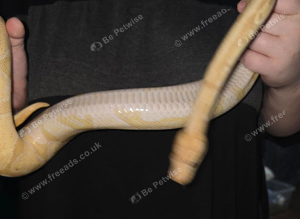 Banana cinnamon royal python + viv