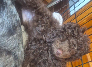 2 stunning cockapoo puppies