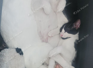 Last female kitten remaining to be rehomed