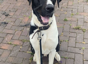 Great Dane cross for stud