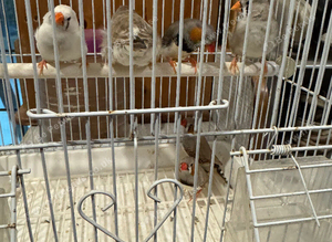 Zebra finch for sale
