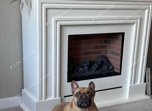 Female French bulldog 5 years