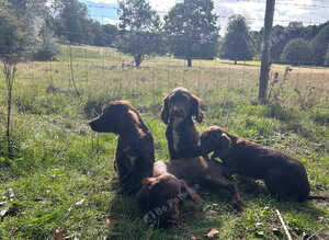 Cocker spaniel puppies