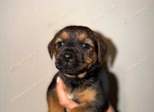 Border pups