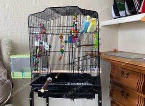 Budgies and cage for sale