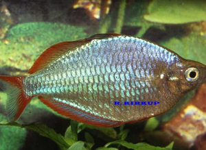 Tropical Community Fish, Strong Healthy & Home Brede From &pound;2