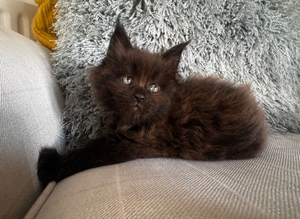 Stunning full Maine Coon Kittens&rsquo;s only 1 girl now available