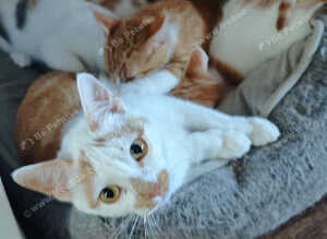 Ginger and Calico kittens