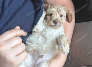 Beautiful toy poodle pup. Parents DNA tested