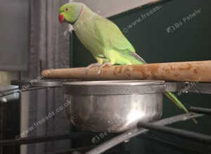 Indian ring neck parrot