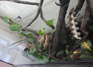 4x4x2 glass terarium and baby cresties
