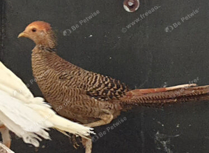 Red golden cockbird, 2026 hatched