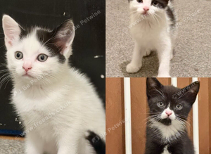 Kittens