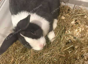 Two beautiful rabbits for sale
