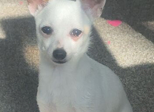 Chihuahua girl
