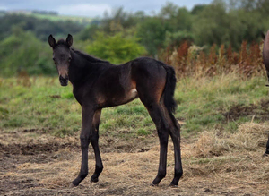 ** stunning bay filly **
