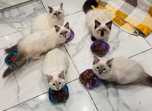 3 LEFT!!GCCF Registered Ragdoll Kittens