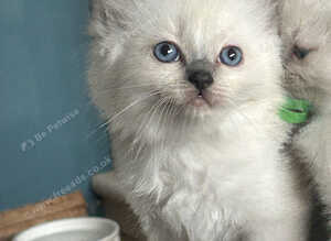 GCCF beautiful ragdolls