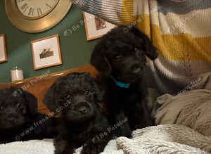 Borderpoo Pups (Border terrier x Miniture poodle)