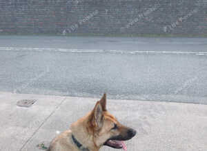 2 year old k9 trained Female