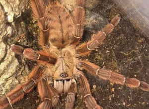 Java tree tiger tarantula