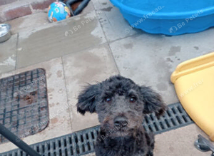 6 month old female cockapoo