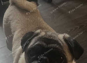 Beautiful fawn pug