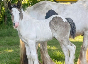 Quality Shire X Traditional Filly to make over 15 hh