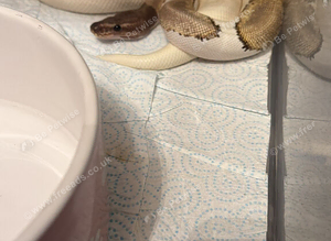 Mystic Pied royal python