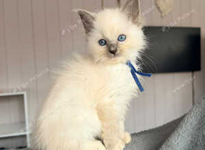 Stunning ragdoll kittens