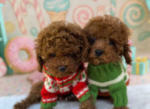 Dark Red Teacup Asian Poodle Girls