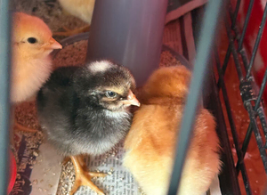 Hybrid chicks days old looking for new heat plates
