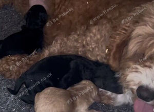 Black Boy Minature Cockapoo