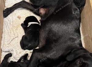 Outstanding Working Labrador Retriever Puppies for Sale