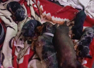 Dachshund puppies
