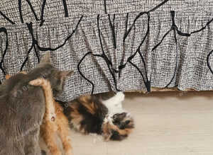 British longhair And British shorthair