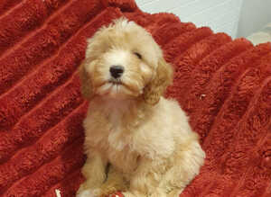 Miniature Labradoodle Litter