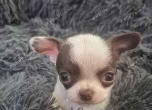 6 KC registered chi puppies