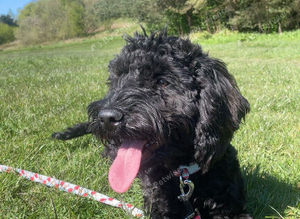 Cockapoo female
