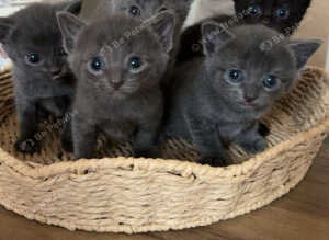 5 kittens ready now
