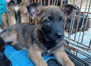 German Shepherd Cross puppies