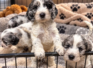 Cockapoo puppies ready now