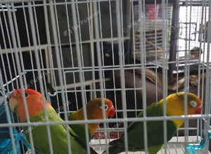 Love birds x2